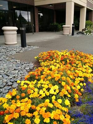 Entrance flowers.  Cheerful, neat and clean.