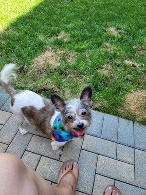 Lucy enjoying her backyard.