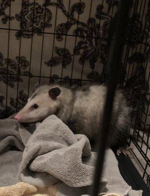 Ozark Annie. An injured momma opossum. Thank you for helping her!