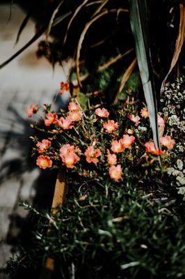 Outdoor plants