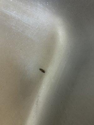 Roach in the kitchen. I killed with roach spray