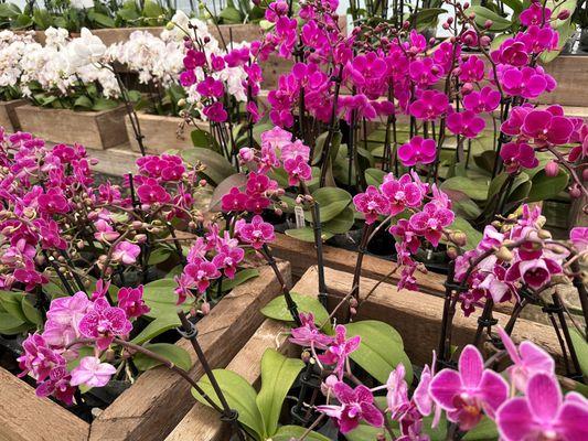 Brilliantly colored phaleonopsis type orchids