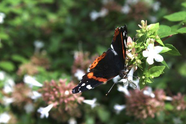 Butterfly garden 8/13/22