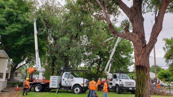 Large Tree Work.