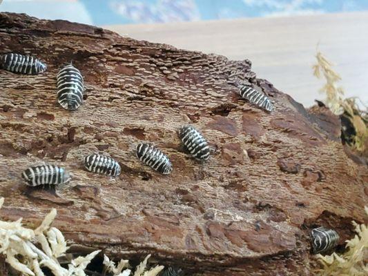 Zebra isopods