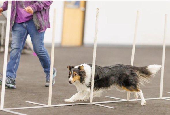 Agility fun at Alyeska Canine Trainers