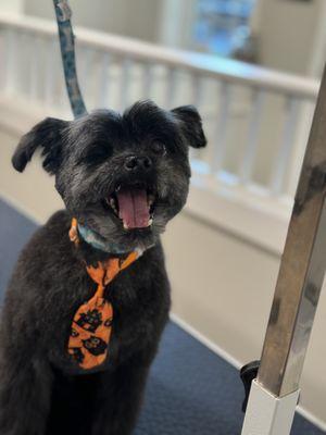 Hi, I'm Jax.  I got some treats without any tricks just because I am a cutie!  Happy Halloween!