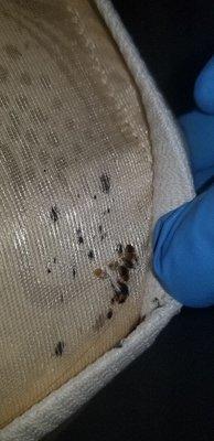 Bed bugs harboring underneath a mattress.