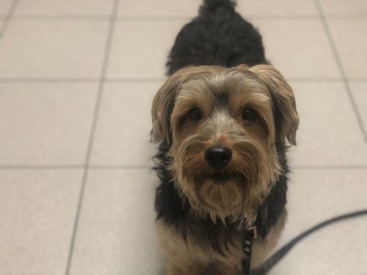 Happy pup at the vet!