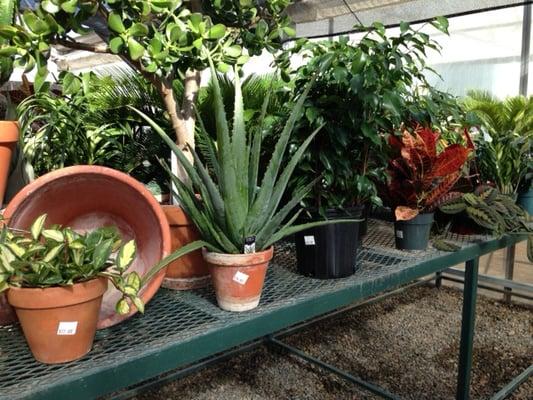 We have a great selection of green plants on hand all year.