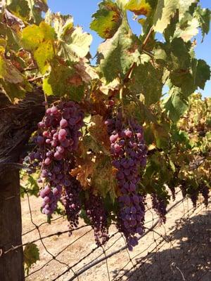 Pretty little grapes on the vine