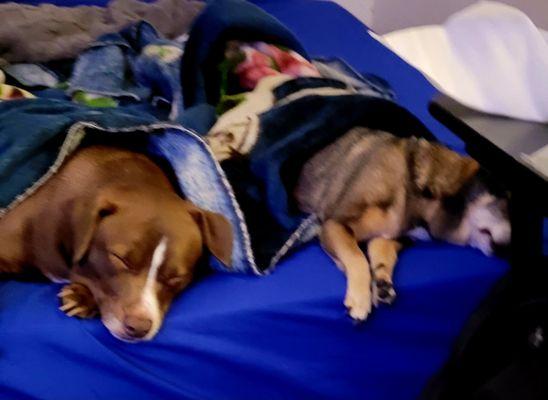 I love them two together when they're asleep on grammy bed!! I have a picture of them which reminds me of Lady and the Tramp too!