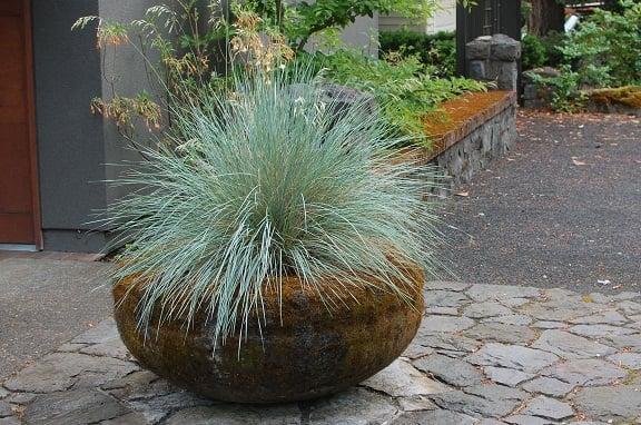 Blue Fescue in Antique Pot on Basalt Masonry Pad