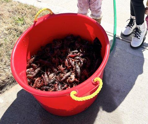 1 sack of Crawfish