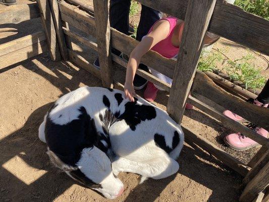 Baby cows