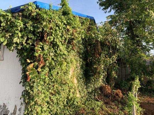 Poison oak needing to be removed from garage wall