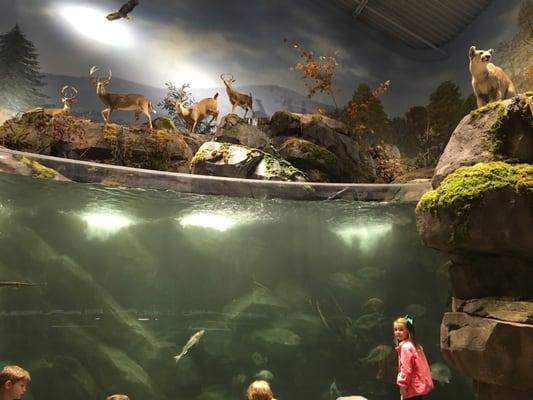 This Bass Pro Sop aquarium is outstanding and the whole family enjoys it.