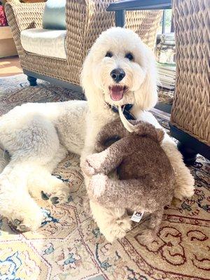 My Goldendoodle loves the stuffed Wooly Mammoth and all his other toys from Ron's!