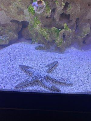 Sand-sifting starfish