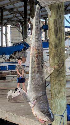 Tiger shark landed 9 miles out of Surfside Texas