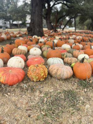 Pumpkins