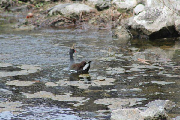 Common moorhen