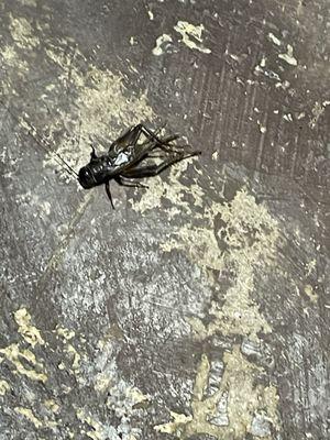 Dead cricket on the floor