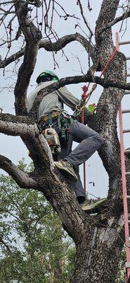 Tree Amigos Tree Service