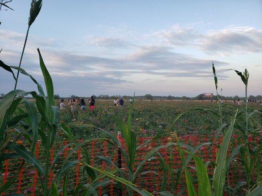 Flower field