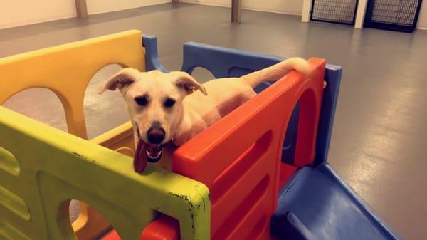 My previously timid pup loving life at Ruffin' It Doggie Daycare! Look how happy she is!