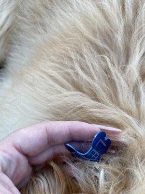 bent tag bit by crazed german shepherd