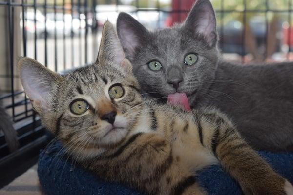 Huntington Beach Petco adoption event.