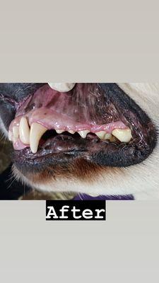 Doggie Dental AZ