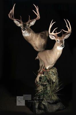 Whitetail double pedestal