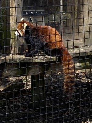 Red panda!