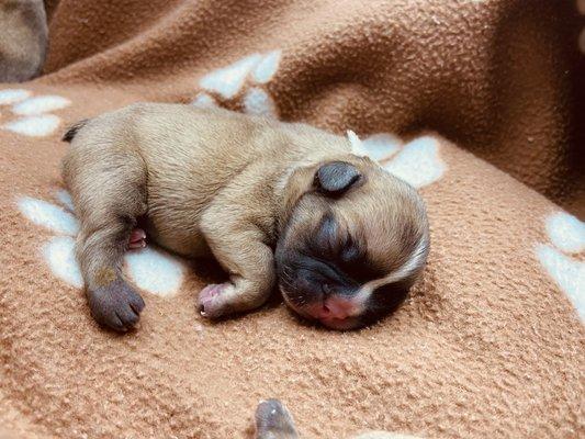 Blue fawn, silver fawn and chocolate fawn puppies!