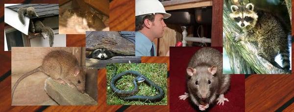 Zapp Rodent & Wildlife Services