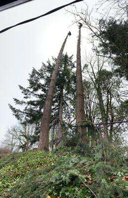 Quickly clearing the branches to the top of these two large fir trees...then they started working their way down...amazing!