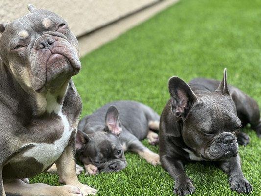 Dogs are loving the space now, and it's easier on my nose to have clean turf!!