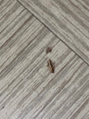 Dead roach