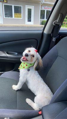 Sophie after her grooming appointment