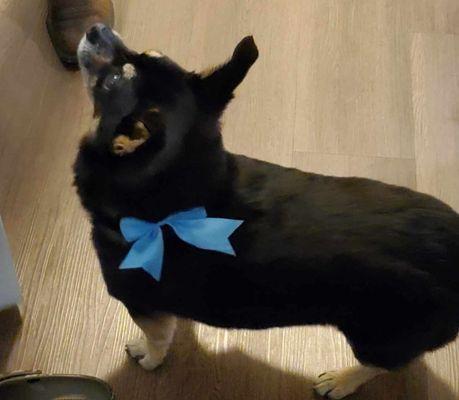 Look at his sweet bow!