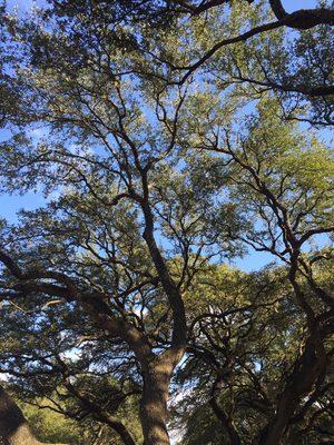 Large oaks with a class 1 prune for more light through the canopy