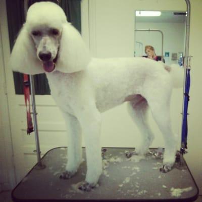 Dog Grooming Services