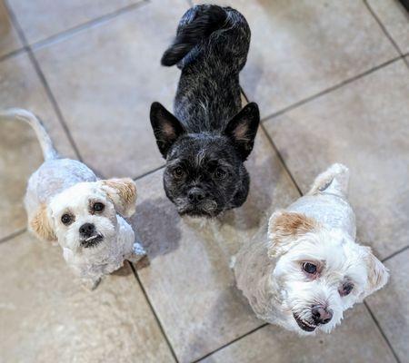 L-R Snow (6 mos old Maltese shih) Moon (1.5 yrs old French mix) and  Ghost (5 yrs old Maltepo) they are all rescued pups