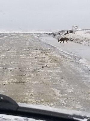 Drive up onto beach Ocean Shores