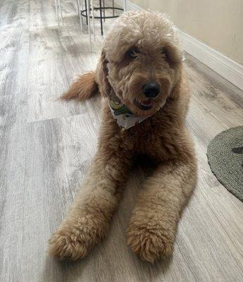 Our 1 year old Golden doodle, Leia. She absolutely loves Ray and gets excited to see him every time!