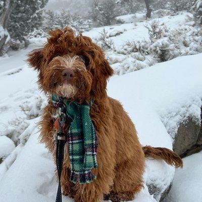 Photo of my puppy in the snow