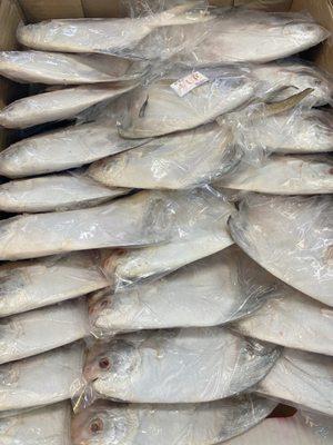 Fresh white pompano