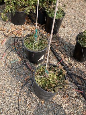 Weeds taking over the pots.